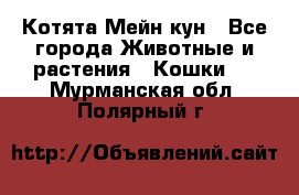 Котята Мейн кун - Все города Животные и растения » Кошки   . Мурманская обл.,Полярный г.